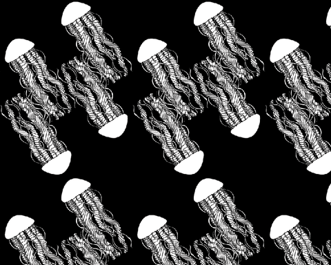 b&b wallpaper - jellyfish